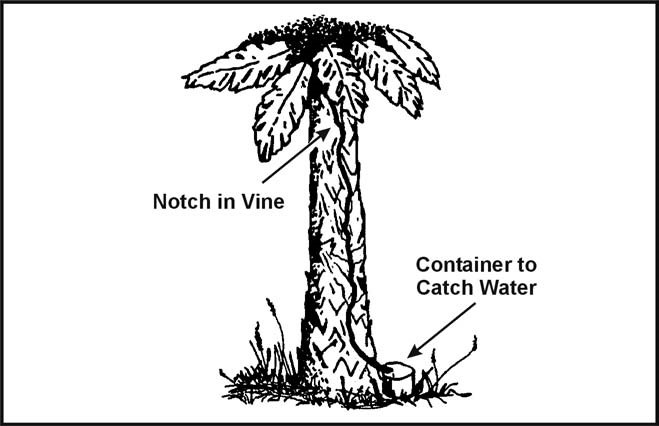 Figure 6-5. Water From a Vine