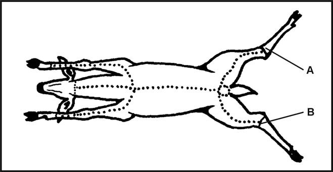 Figure 8-26. Skinning and Butchering Large Game