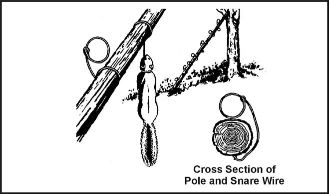 Figure 8-9. Squirrel Pole