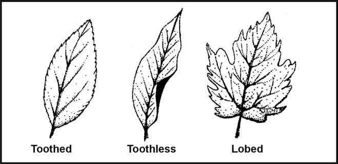Figure 9-1. Leaf Margins
