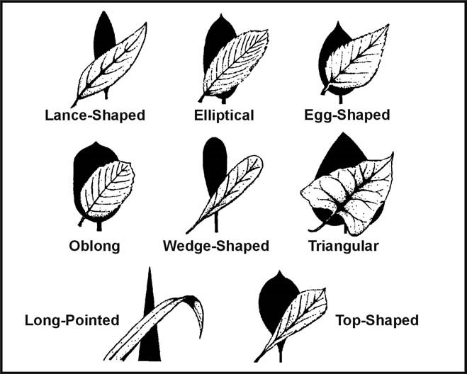 Figure 9-2. Leaf Shapes