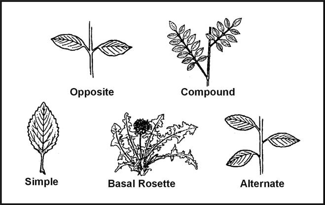 Figure 9-3. Leaf Arrangements
